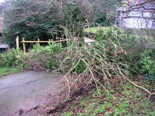 Fallen Tree