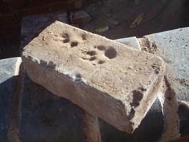 Paw prints in solid brick