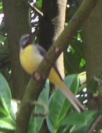 A Grey Wagtail