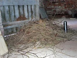jackdaw debris