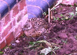 Pheasant at rest