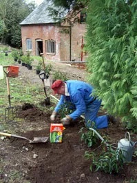 hedge planting hedge planting