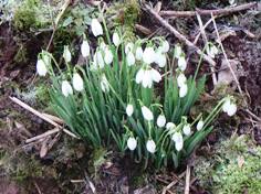 Snowdrops