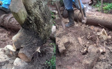 Before and after picture of the willow stump